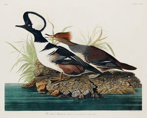 Hooded MerganserÂ  White Modern Wood Framed Art Print with Double Matting by Audubon, John James