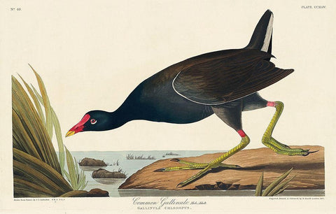 Common Gallinule White Modern Wood Framed Art Print with Double Matting by Audubon, John James