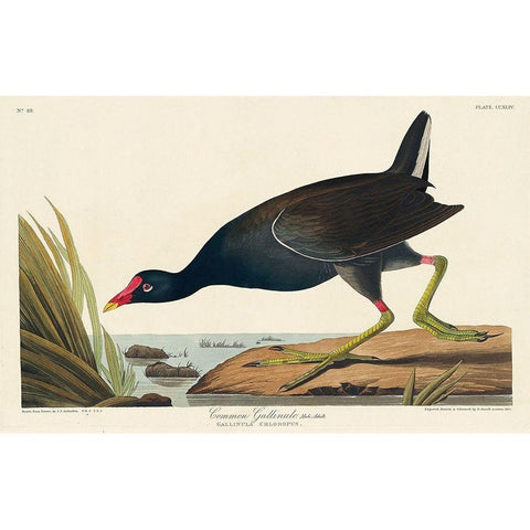 Common Gallinule Gold Ornate Wood Framed Art Print with Double Matting by Audubon, John James