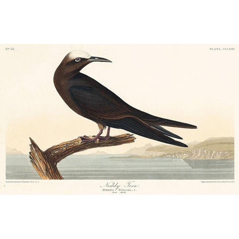 Noddy Tern White Modern Wood Framed Art Print by Audubon, John James