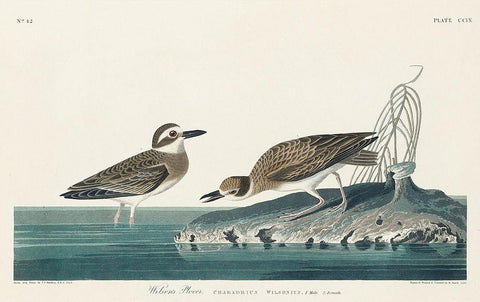 Wilsons Plover Black Ornate Wood Framed Art Print with Double Matting by Audubon, John James