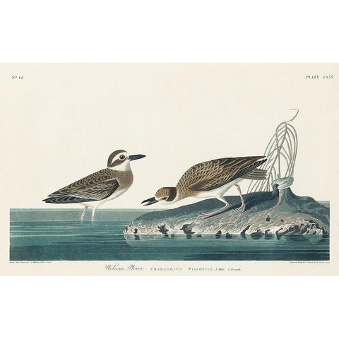 Wilsons Plover White Modern Wood Framed Art Print by Audubon, John James