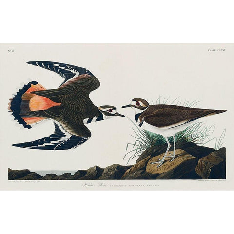 Kildeer Plover Black Modern Wood Framed Art Print with Double Matting by Audubon, John James