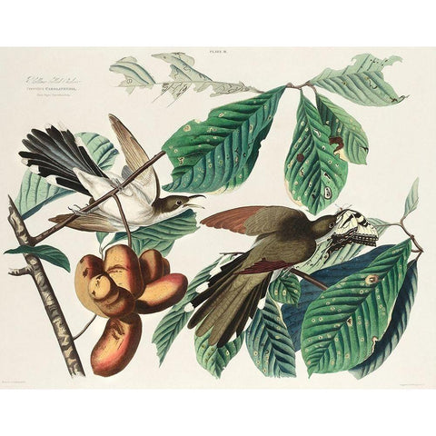 Yellow-billed Cuckoo Gold Ornate Wood Framed Art Print with Double Matting by Audubon, John James