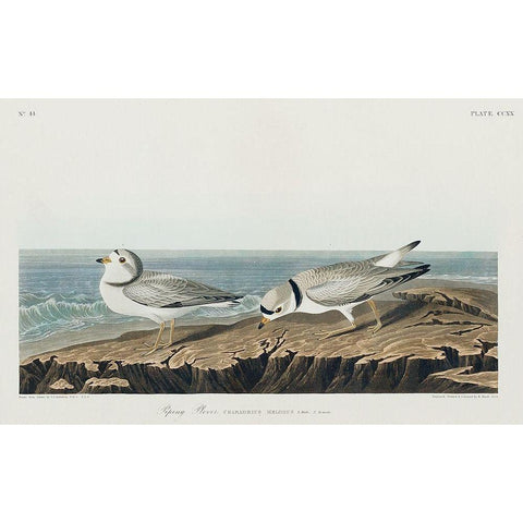 Piping Plover Black Modern Wood Framed Art Print with Double Matting by Audubon, John James