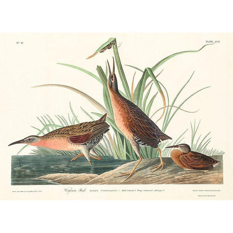 Virginia Rail Gold Ornate Wood Framed Art Print with Double Matting by Audubon, John James