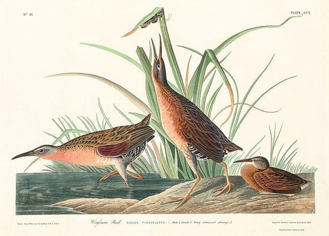 Virginia Rail White Modern Wood Framed Art Print with Double Matting by Audubon, John James