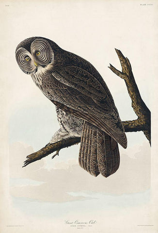 Great Cinereous Owl White Modern Wood Framed Art Print with Double Matting by Audubon, John James