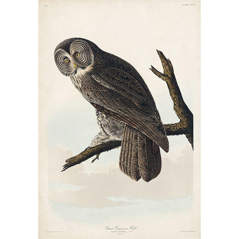 Great Cinereous Owl Black Modern Wood Framed Art Print with Double Matting by Audubon, John James