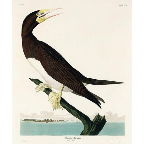 Booby Gannet White Modern Wood Framed Art Print by Audubon, John James