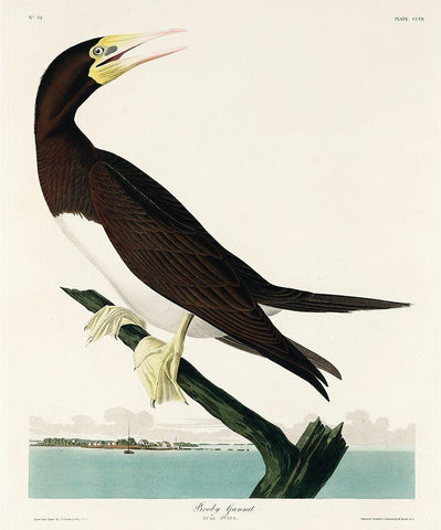 Booby Gannet Black Ornate Wood Framed Art Print with Double Matting by Audubon, John James