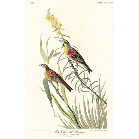 Black-Throated Bunting Gold Ornate Wood Framed Art Print with Double Matting by Audubon, John James