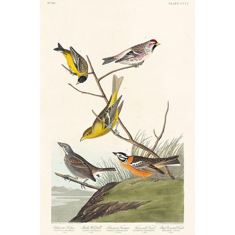 Arkansaw Siskin, Mealy Red-poll, Louisiana Tanager, Townsends Bunting and Buff-breasted FinchÂ  White Modern Wood Framed Art Print by Audubon, John James