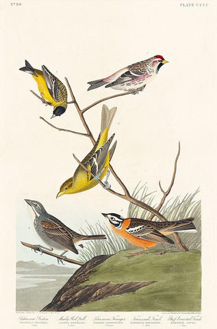 Arkansaw Siskin, Mealy Red-poll, Louisiana Tanager, Townsends Bunting and Buff-breasted FinchÂ  White Modern Wood Framed Art Print with Double Matting by Audubon, John James