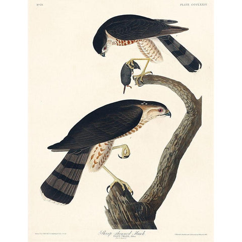 Sharp-shinned Hawk White Modern Wood Framed Art Print by Audubon, John James