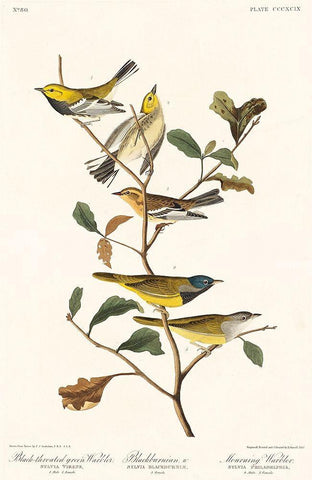 Black-throated green Warbler, Blackburnian and Mourning WarblerÂ  Black Ornate Wood Framed Art Print with Double Matting by Audubon, John James