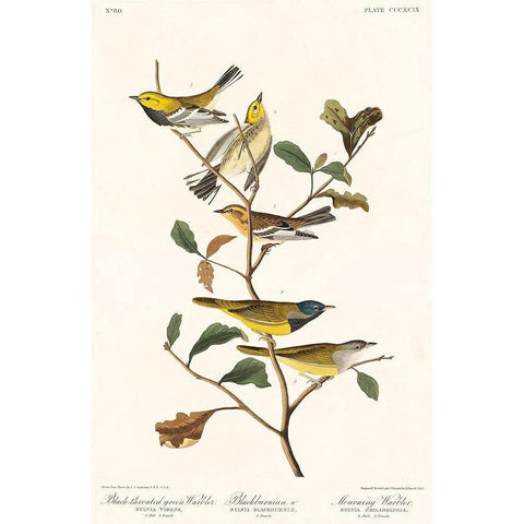 Black-throated green Warbler, Blackburnian and Mourning WarblerÂ  Gold Ornate Wood Framed Art Print with Double Matting by Audubon, John James