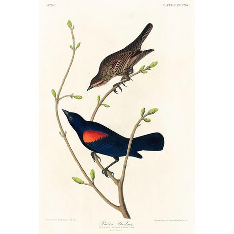 Prairie Starling Black Modern Wood Framed Art Print with Double Matting by Audubon, John James