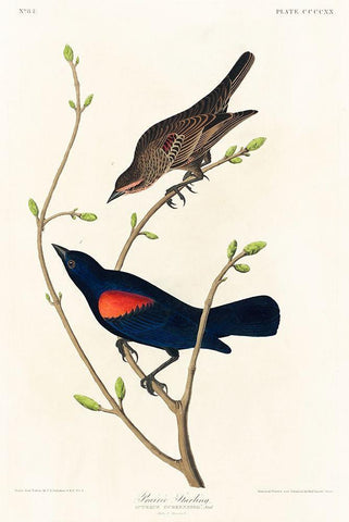 Prairie Starling Black Ornate Wood Framed Art Print with Double Matting by Audubon, John James