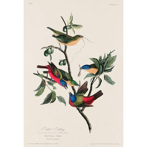 Painted Finch Black Modern Wood Framed Art Print with Double Matting by Audubon, John James