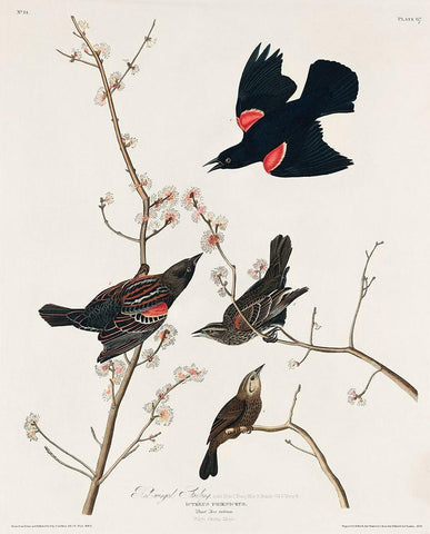 Red winged Starling, or Marsh Blackbird Black Ornate Wood Framed Art Print with Double Matting by Audubon, John James