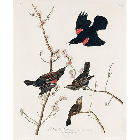 Red winged Starling, or Marsh Blackbird Black Modern Wood Framed Art Print with Double Matting by Audubon, John James