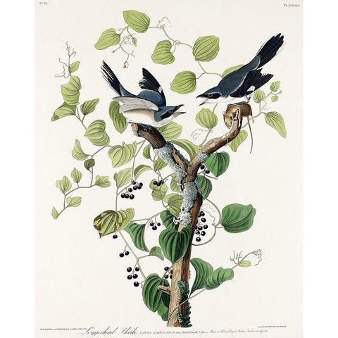 Loggerhead Shrike White Modern Wood Framed Art Print by Audubon, John James