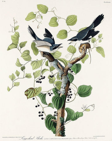 Loggerhead Shrike Black Ornate Wood Framed Art Print with Double Matting by Audubon, John James