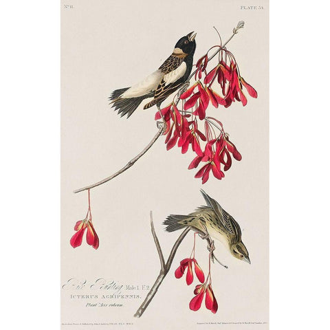 Rice Bird Black Modern Wood Framed Art Print with Double Matting by Audubon, John James