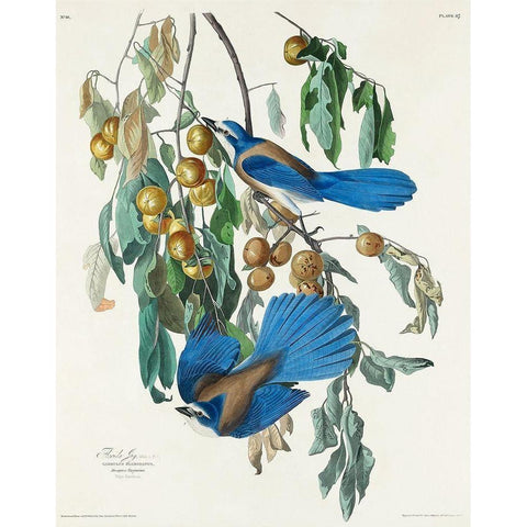 Florida Jay White Modern Wood Framed Art Print by Audubon, John James