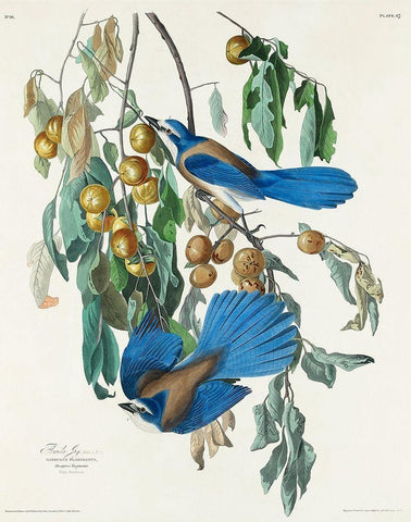 Florida Jay Black Ornate Wood Framed Art Print with Double Matting by Audubon, John James