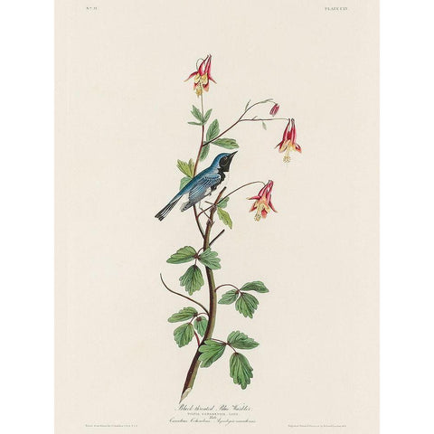 Black-throated Blue Warbler Black Modern Wood Framed Art Print with Double Matting by Audubon, John James