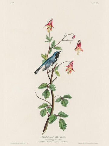 Black-throated Blue Warbler White Modern Wood Framed Art Print with Double Matting by Audubon, John James