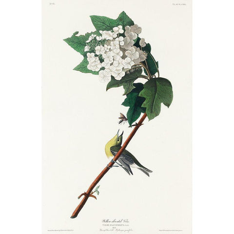 Yellow-throated Vireo Black Modern Wood Framed Art Print with Double Matting by Audubon, John James