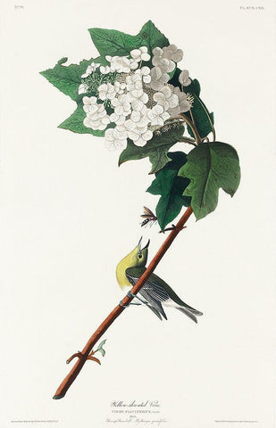 Yellow-throated Vireo Black Ornate Wood Framed Art Print with Double Matting by Audubon, John James