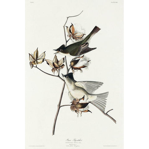 Pewit Flycatcher White Modern Wood Framed Art Print by Audubon, John James