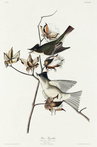 Pewit Flycatcher White Modern Wood Framed Art Print with Double Matting by Audubon, John James