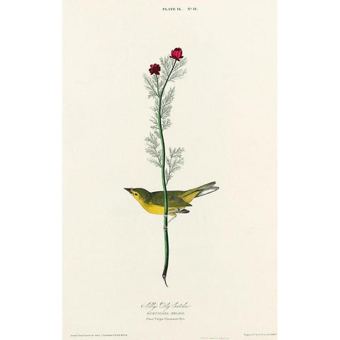 Selbys Flycatcher Gold Ornate Wood Framed Art Print with Double Matting by Audubon, John James