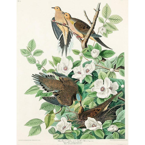 Carolina Pigeon Gold Ornate Wood Framed Art Print with Double Matting by Audubon, John James