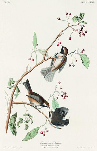 Canadian Titmouse Black Ornate Wood Framed Art Print with Double Matting by Audubon, John James