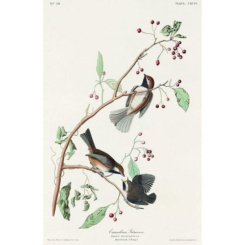 Canadian Titmouse Black Modern Wood Framed Art Print with Double Matting by Audubon, John James