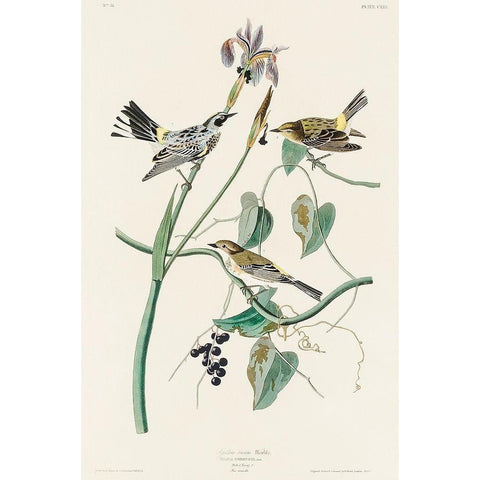 Yellow-crown Warbler Gold Ornate Wood Framed Art Print with Double Matting by Audubon, John James