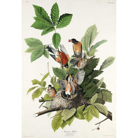 American Robin Gold Ornate Wood Framed Art Print with Double Matting by Audubon, John James