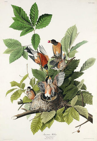 American Robin Black Ornate Wood Framed Art Print with Double Matting by Audubon, John James