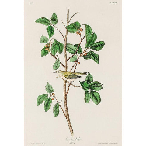 Tennessee Warbler White Modern Wood Framed Art Print by Audubon, John James