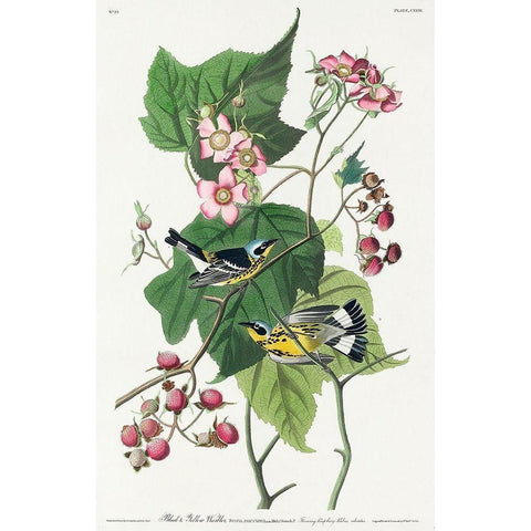 Black and Yellow Warblers Black Modern Wood Framed Art Print with Double Matting by Audubon, John James