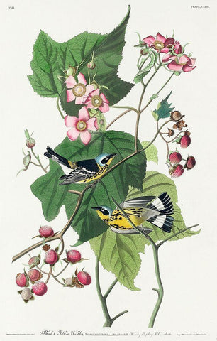 Black and Yellow Warblers Black Ornate Wood Framed Art Print with Double Matting by Audubon, John James