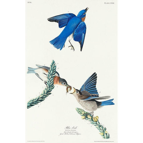 Blue-bird Black Modern Wood Framed Art Print with Double Matting by Audubon, John James