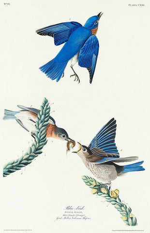 Blue-bird White Modern Wood Framed Art Print with Double Matting by Audubon, John James