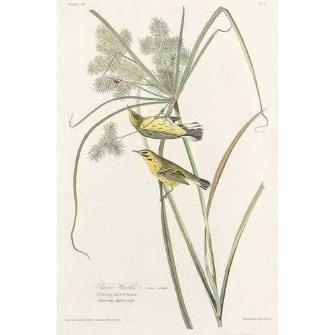 Prairie Warbler Gold Ornate Wood Framed Art Print with Double Matting by Audubon, John James